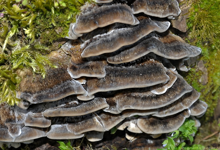 Bjerkandera adusta
